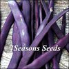Climbing Beans - Purple King
