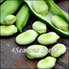 Broad Bean - Coles Dwarf