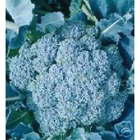 Broccoli - Di Cicco Early