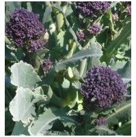 Broccoli - Purple Sprouting Broccoli