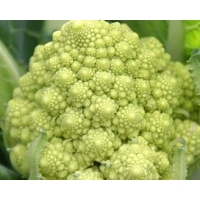 Broccoli - Romanesco