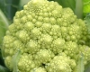 Broccoli - Romanesco