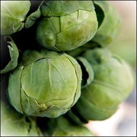 Brussel Sprouts - Long Island Improved
