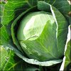 Cabbage - Golden Acre