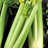 Celery - Tall Utah