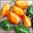 Chilli - Habanero Orange