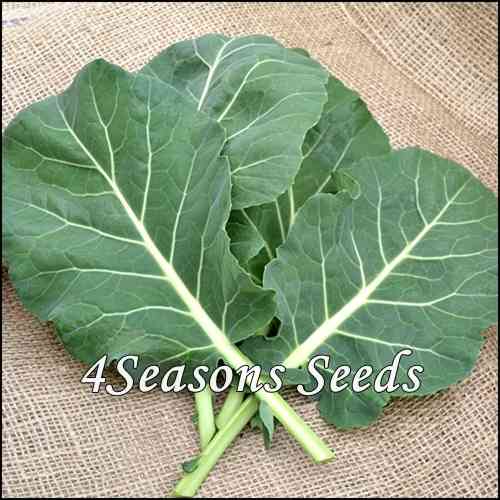 Collards - Champion