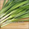 Garlic Chives (Chinese Chives/Japanese Nira)