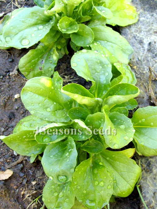 Corn Salad Mache Dutch Broadleaf 4seasons Seeds