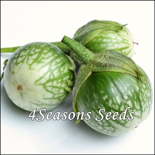 Eggplant - Thai Round Green