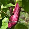 Eggplant - Tsakoniki (Greek Eggplant)