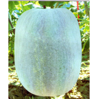 Wax Gourd (Winter Melon) F1