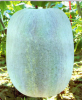 Wax Gourd (Winter Melon) F1