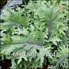 Kale - Red Russian