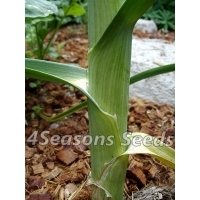 Leek - Large American Flag