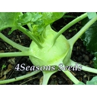 Kohl Rabi - White Vienna