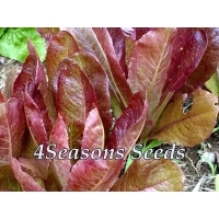Lettuce - Red Cos 'Cimmaron'