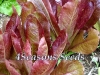 Lettuce - Red Cos 'Cimmaron'