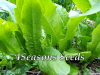 Lettuce - Oriental Lettuce