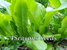 Lettuce - Oriental Lettuce