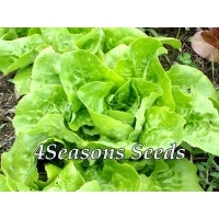 Lettuce - Buttercrunch