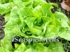 Lettuce - Buttercrunch