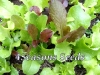 Lettuce Gourmet Mix