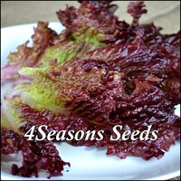 Lettuce - Ruby Red