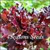 Lettuce - Salad Bowl Red