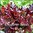 Lettuce - Salad Bowl Red