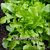 Lettuce - Salad Bowl Green