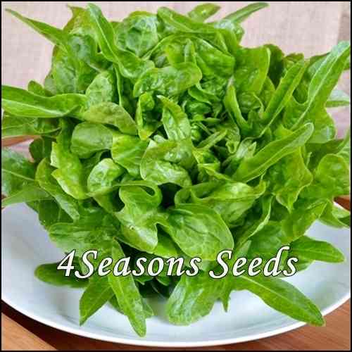 Lettuce - Oakleaf