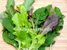 Mesclun Mix