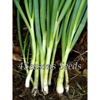 Bunching Onion - Evergreen