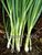 Bunching Onion - Evergreen