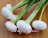 Onion - Cipollini Onion - White