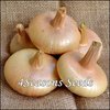 Onion - Cipollini Onion - Brown