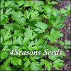 Italian Parsley - Flat Leaf