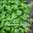 Italian Parsley - Flat Leaf