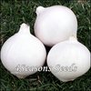 Onion - White Spanish