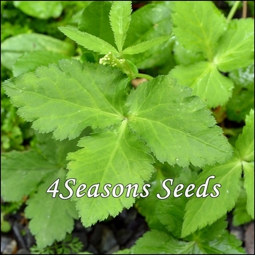 Japanese Wild Parsley Mitsuba 4seasons Seeds