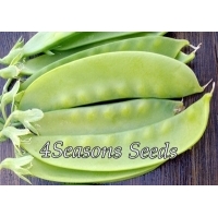 Snow Pea (Bush) - Oregon Giant