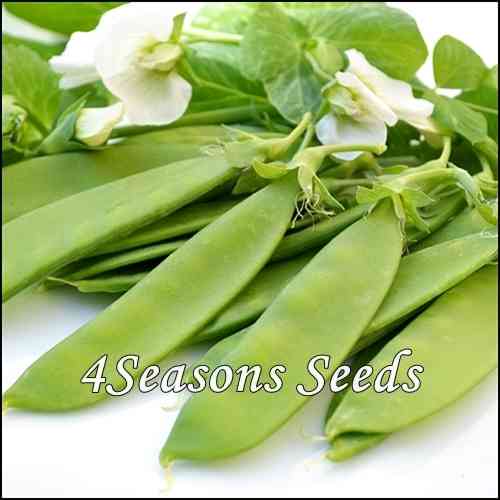Snow Pea (Climbing) - Mammoth Melting