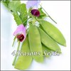 Snow Pea (Climbing) - Yakumo