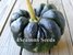 Kabocha Pumpkin - Black Futsu