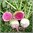 Radish - Red Meat