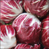 Radicchio - Palla Rossa