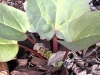 Rhubarb - Glaskins Perpetual