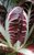 Radicchio - Treviso Red