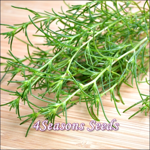 Okahijiki Saltwort Land Seaweed 4seasons Seeds